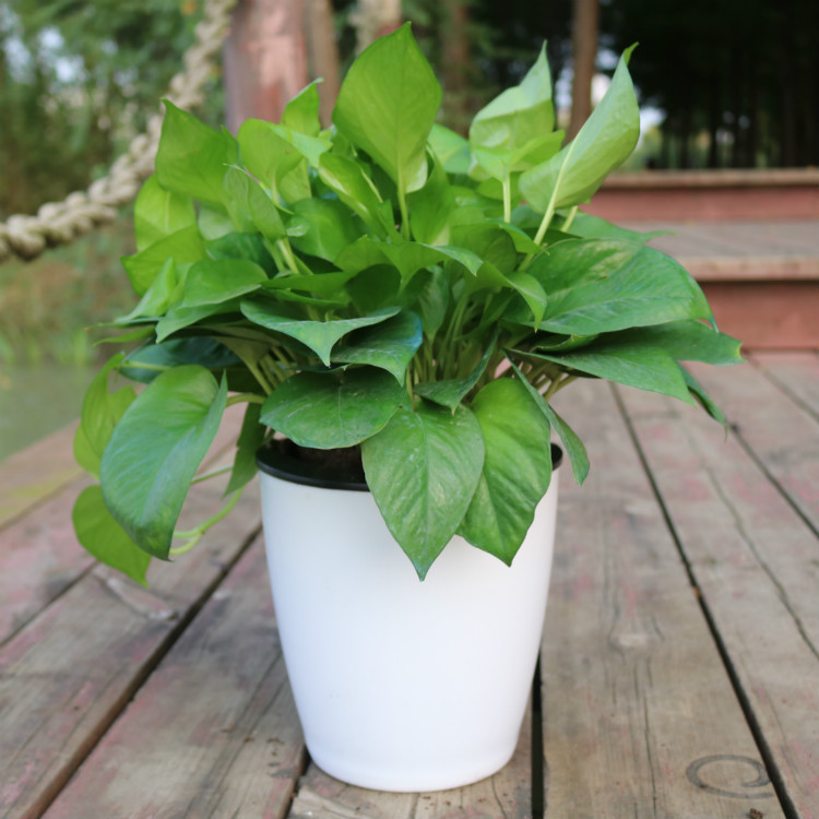 Strongwell Nordic Hydroponics Flower Pot Fairy Garden Strongwell Nordic Hydroponics Flower Pot Fairy Garden
